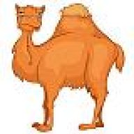camel